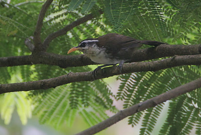 Ceylon Scimitar Babbler (Pomatorhinus melanurus)