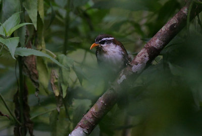 Ceylon Scimitar Babbler (Pomatorhinus melanurus)