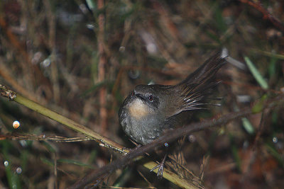 Ceylon bush warbler (Bradypterus palliseri)