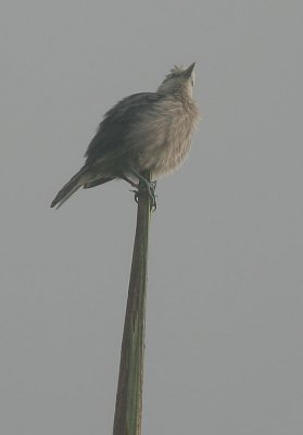 White-faced Starling (Sturnus albofrontatus)