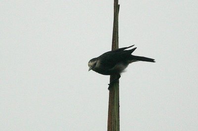 White-faced Starling (Sturnus albofrontatus)