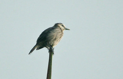 White-faced Starling (Sturnus albofrontatus)