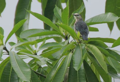 White-faced Starling (Sturnus albofrontatus)