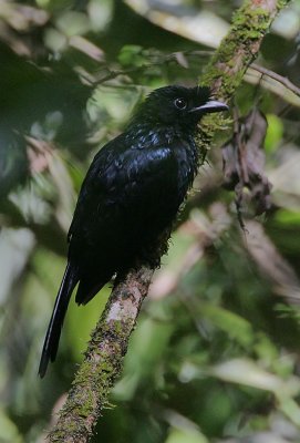 Ceylon Crested Drongo (Dicrurus lophorhinus)