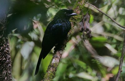 Ceylon Crested Drongo (Dicrurus lophorhinus)