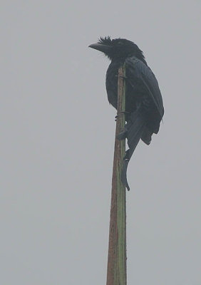 Ceylon Crested Drongo (Dicrurus lophorhinus)