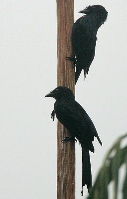Ceylon Crested Drongo (Dicrurus lophorhinus) pair