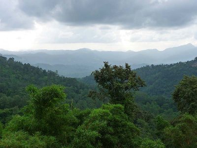 The forest views below our balcony.