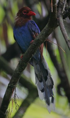 Ceylon Blue Magpie (Urocissa ornata)