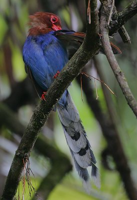 Ceylon Blue Magpie (Urocissa ornata)