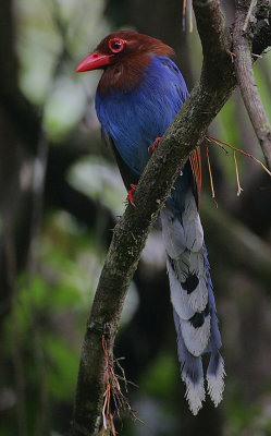 Ceylon Blue Magpie (Urocissa ornata)