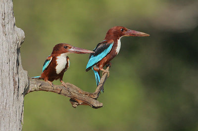 White-throated Kingfishers (Halcyon smyrnensis)