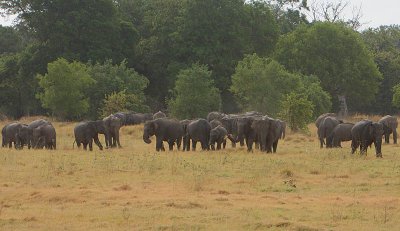 Elephant herd grazing