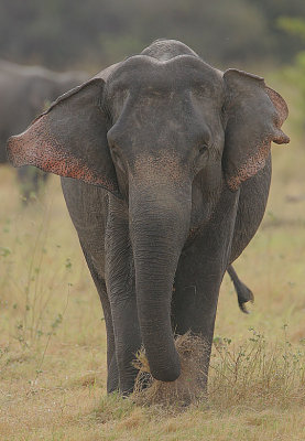 Elephant grazing 