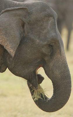 Elephant grazing