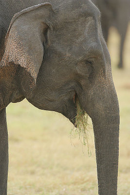 Elephant grazing 