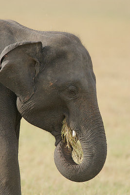 Elephant grazing 