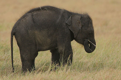 This youngster though still suckling was giving the grass a try!