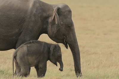 Mother & calf