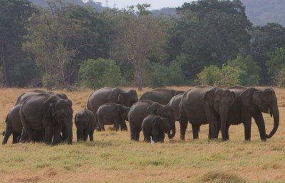 Yet another grazing herd