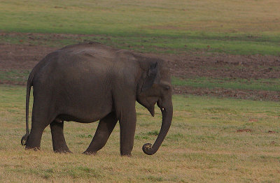 Grazing alone