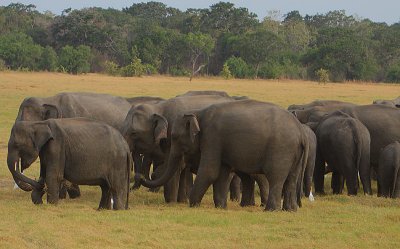 Part of a larger herd