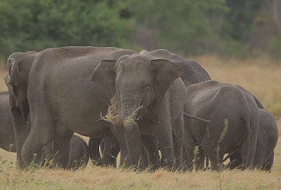 Another grazing group