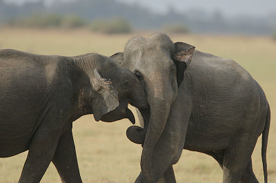 Young males sparring.