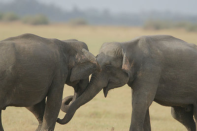 Young males sparring