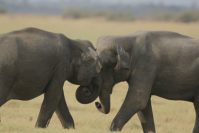 Young males sparring