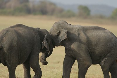 Young males sparring