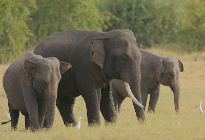 Tusker and admirers.