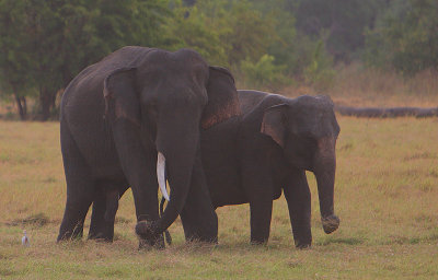 An amorous couple!