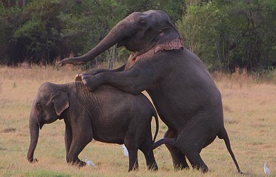 Elephants mating