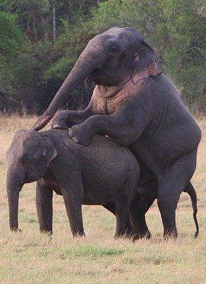 Elephants mating