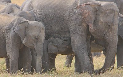 A suckling calf