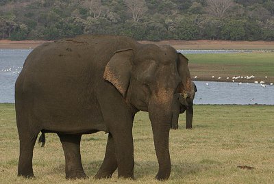 Grazing at the edge of Minneriya lake