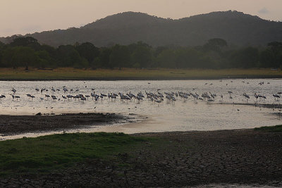 Roosting Painted Storks on the edge of Minneriya lake