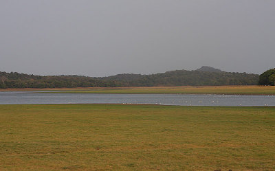 Minneriya lake