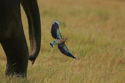 Elephant & Indian Roller