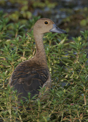 Lesser Whistling Duck (Dendrocygna javanica)