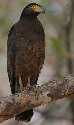 Crested Serpent Eagle (Spilornis cheela spilogaster)