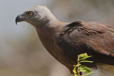 Grey-headed Fish Eagle (Ichthyophaga ichthyaetus)