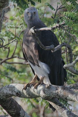 Grey-headed Fish Eagle (Ichthyophaga ichthyaetus)
