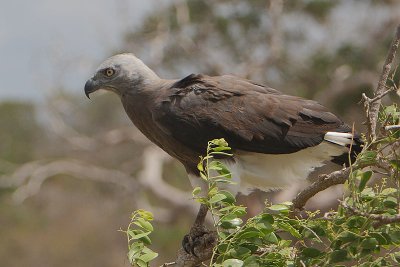Grey-headed Fish Eagle (Ichthyophaga ichthyaetus)