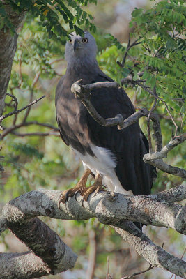 Grey-headed Fish Eagle (Ichthyophaga ichthyaetus)