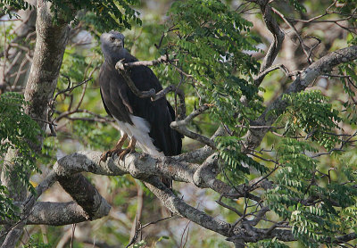 Grey-headed Fish Eagle (Ichthyophaga ichthyaetus)