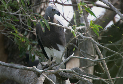 Grey-headed Fish Eagle (Ichthyophaga ichthyaetus)