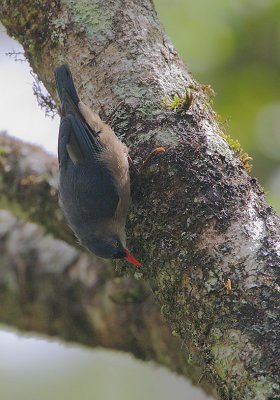 Velvet-fronted Nuthatch (Sitta frontalis)