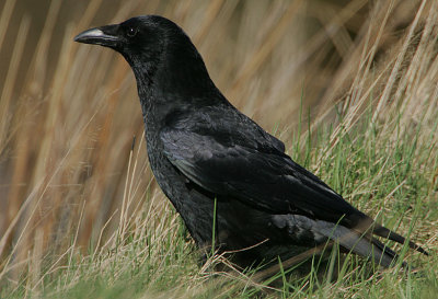 Carrion Crow